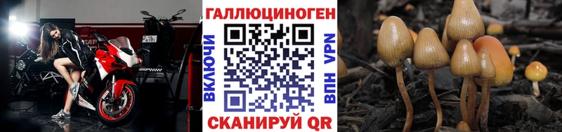 Купить где  Первомайск  Псилоцибиновые грибы Psilocybine cubensis 